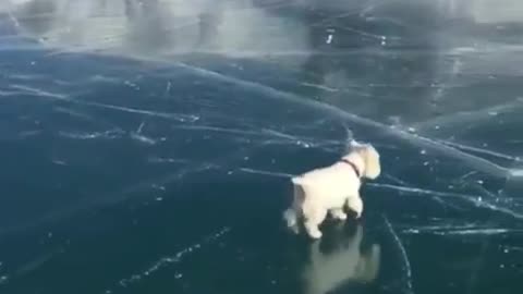 A dog walking on the ice