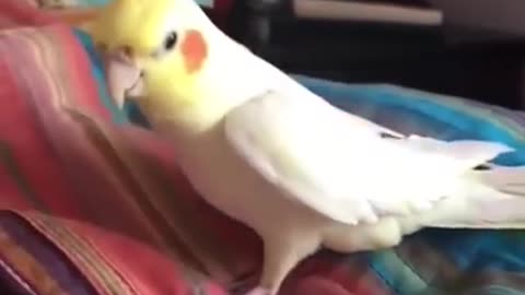 cute talking baby bird singing