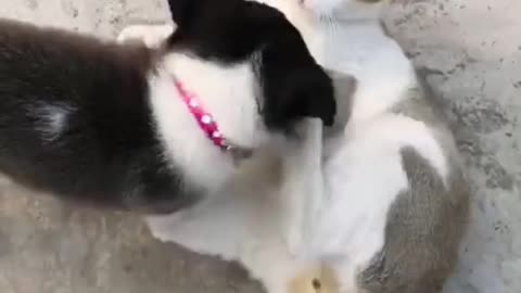 Little Cute Puppy And Cat Playing ♥️