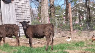 cows playing with chickens