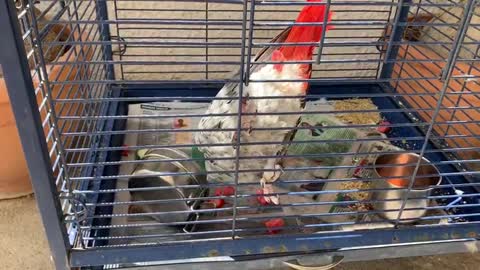 Parrot takes anger out on his food bowl