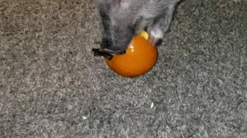 enjoying a pumpkin