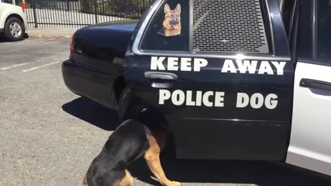 A dog opens the car door