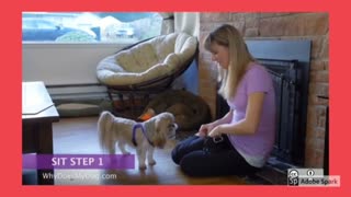 How to train your dog to sit step- 1