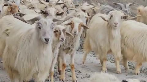 Changluk sheep or Changthangi sheep of Ladhak