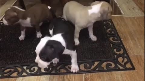 Pitbull puppies learning about the house rules