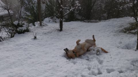 Dog lying on snow