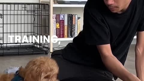 How to train your puppy