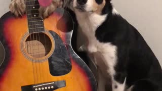 Musical Doggos Play the Guitar