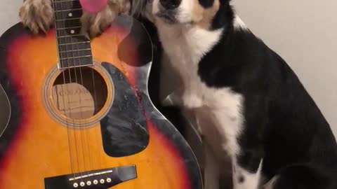 Musical Doggos Play the Guitar