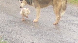 Dog Spotted Carrying Chicken Releases it