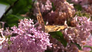 A butterfly crawling and feeding honey on each piece of flower