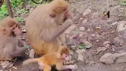 Little monkey is so cute 3