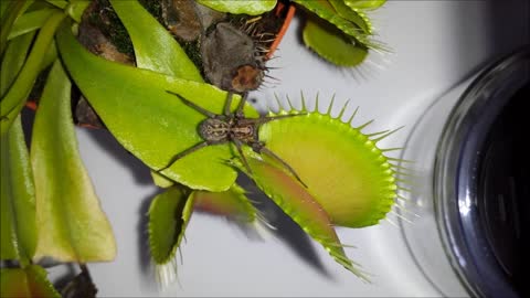 Huge Spider Eaten By Venus Flytrap