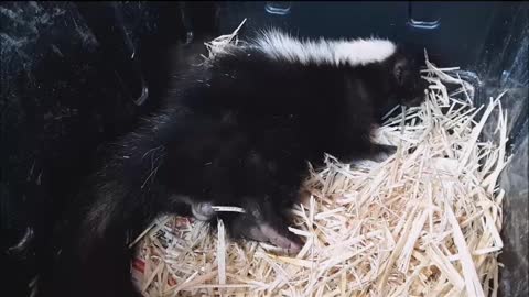 Watch Me Pet A Wild Skunk!