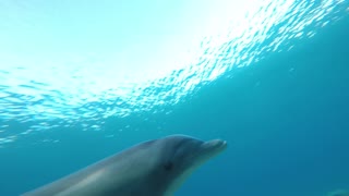 Dolphin swimming with divers in the Red Sea, Eilat Israel