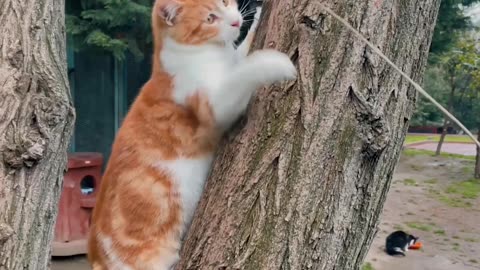 Cat Playing on Tree