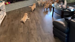 Pack Of Puppies Play Chase