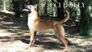 Belgian Malinois Female Dolly 8 months old