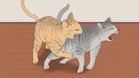 How to know if cats are playing or fighting? I know the answer!