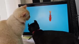Two Cats Trying to Catch Fish On the Screen