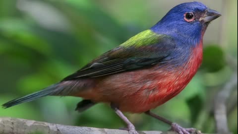 Painted bunting Bird Singing - Painted bunting Bird Sounds, Birds Chirping