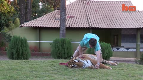Shocking!!!...A Family Share Home With Tigers