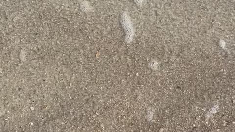 Sandfleas in Fernandina