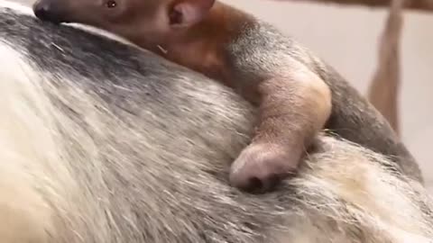 Momma anteater and her baby!