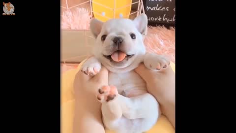 Super cute puppies having fun