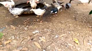 Group Of Ducks Running Between Grass To Drink Water