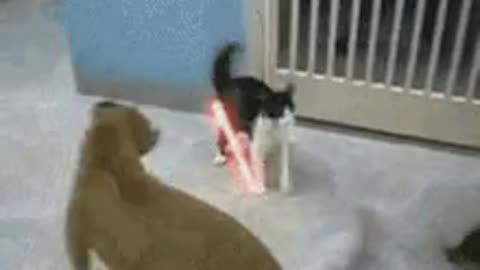Jedi kittens successfully the mission