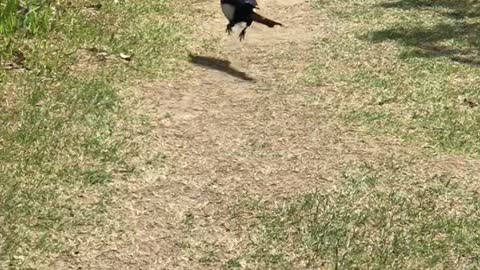 A magpie flew in front of me.