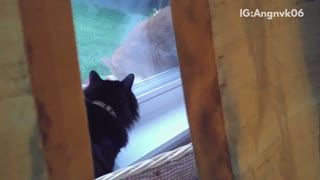 Black cat screeching at orange cat outside of window