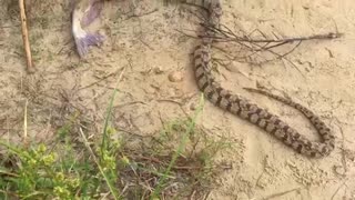 10-Year-Old Boy Reels in Catfish and Snake