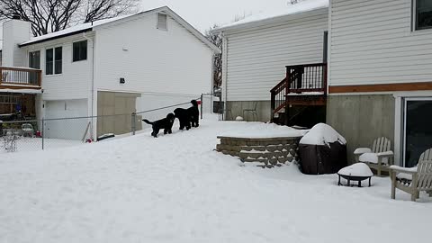 Newfoundland play time