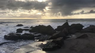 Solitary Shorebird