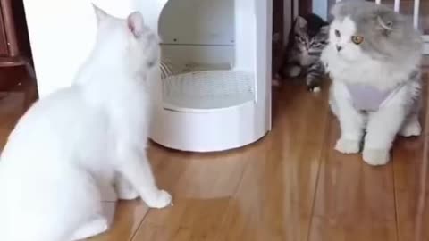 Funny. Cat_ videos