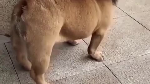Cute Lion Dog video
