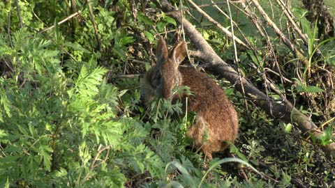 Cute Marsh Rabbit eating plants