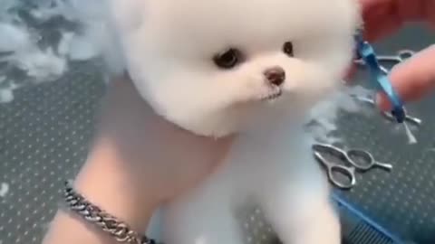 Dog baby hair cutting pretty