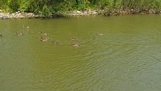 Ducks at a local zoo