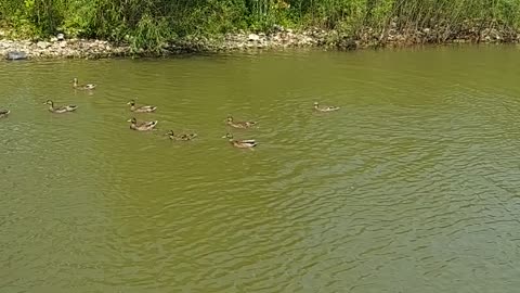 Ducks at a local zoo