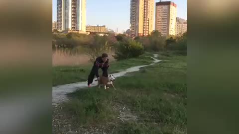 Extremely athletic doggy soars over 3 meters in the air