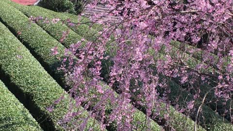Weeping cherry tree in the tea plantation