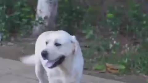 Dog save blind men life. See how a dog saved the life of a blind man.