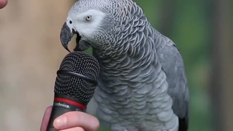 parrot talking & mimicking other animals
