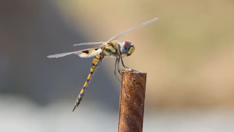 Dragonfly was captured on video at the construction site.
