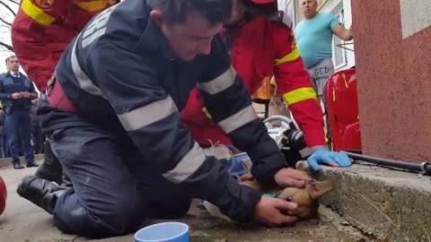 Firefighter Fights For Dog’s Life By Performing CPR