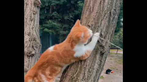 cat in a tree playing